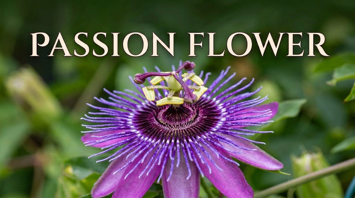 Unlocking Passionflower: The Ancient Secret to Quieting an Overactive Mind Before Bed