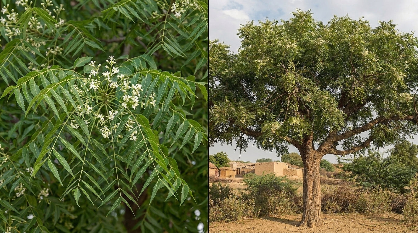 Ancient Botanical Power