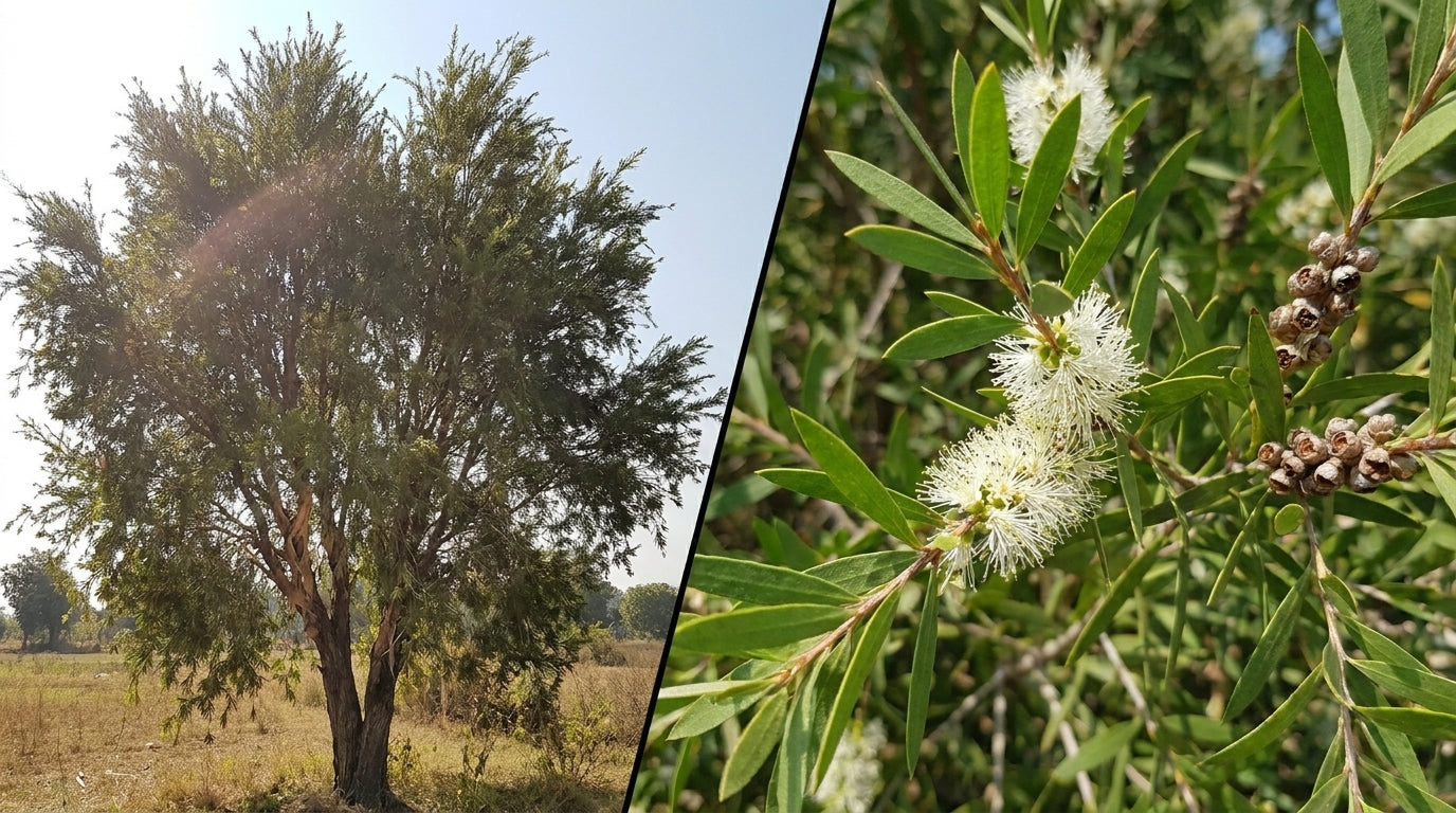 Nature’s Blemish Fighter